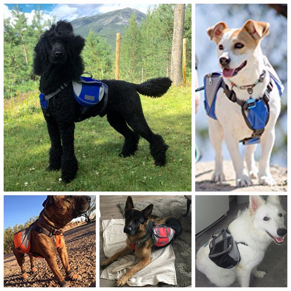 Saddle Bags for your adventurous dog