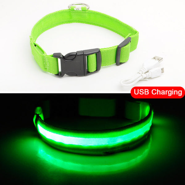 Light-Up Dog Collar