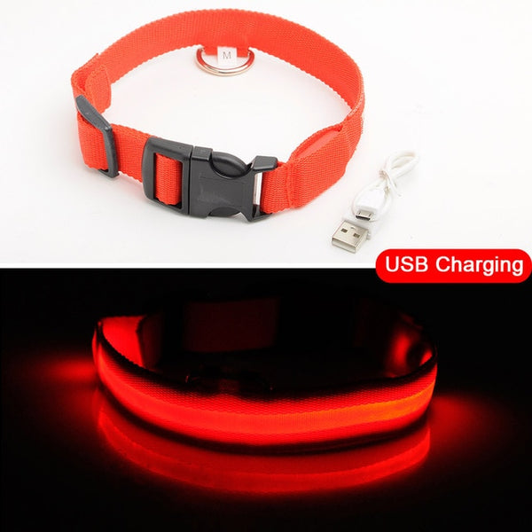 Light-Up Dog Collar