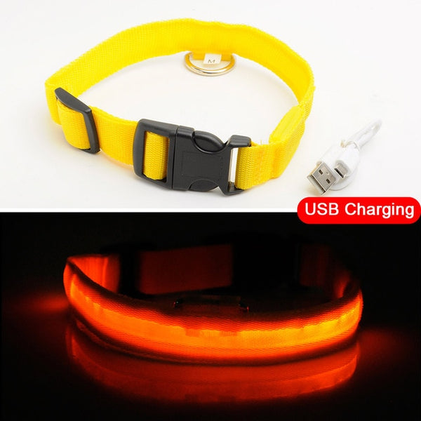 Light-Up Dog Collar